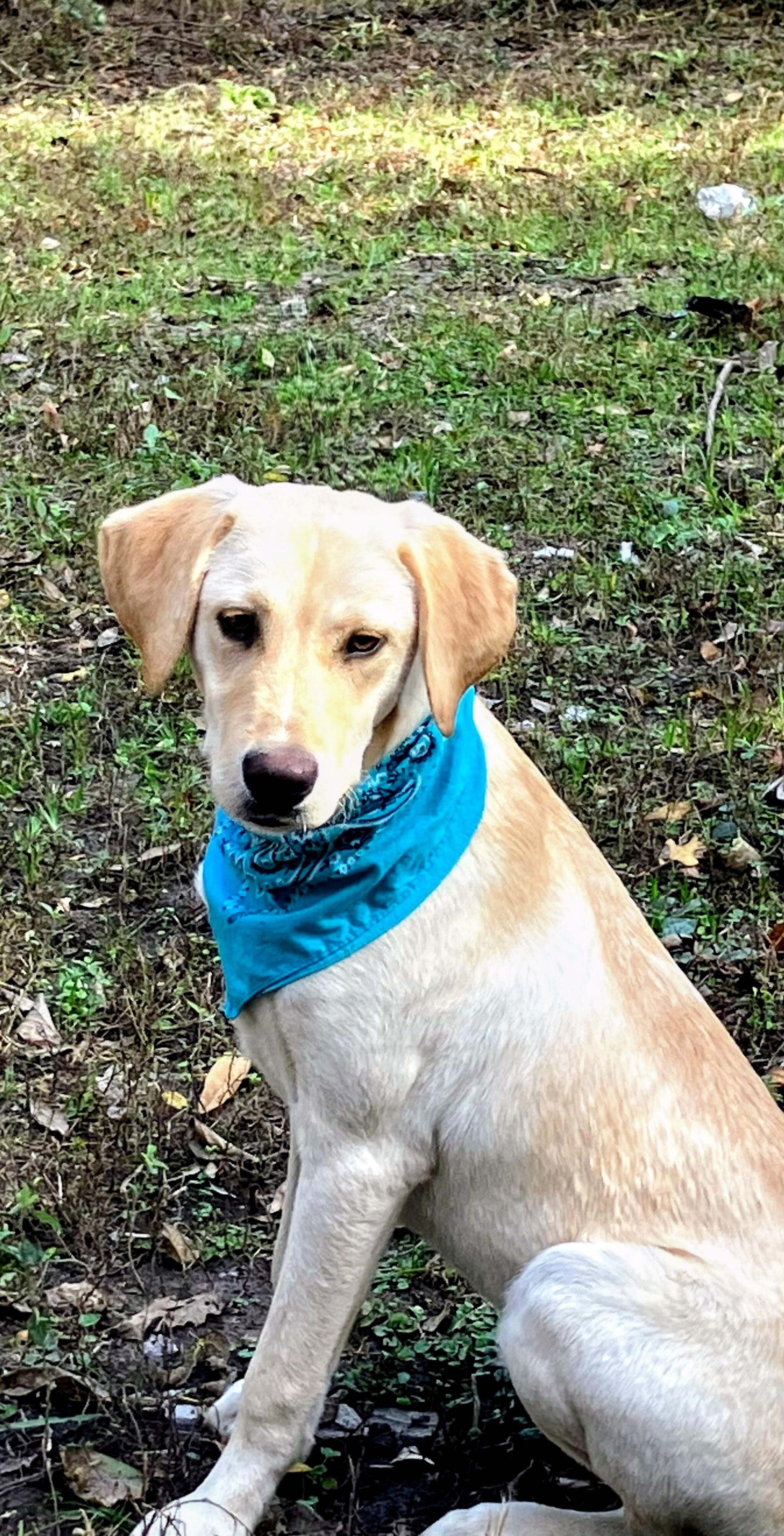 Enlarge Bruce, an adoptable Yellow Labrador Retriever in Willington, CT image 2/6