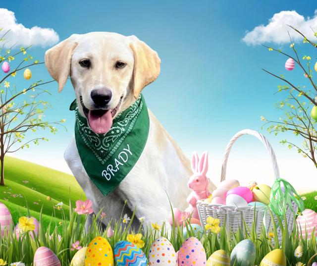 Enlarge Brady - Foster Needed!, a hold Yellow Labrador Retriever in Willington, CT image 2/6