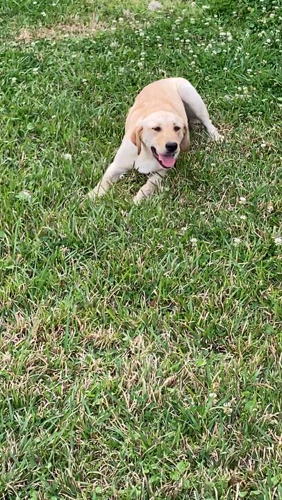 Enlarge Brady - Foster Needed!, a hold Yellow Labrador Retriever in Willington, CT video 6/6