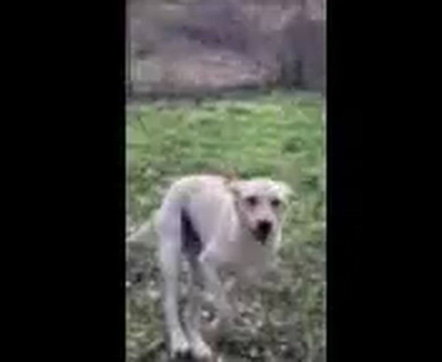 Enlarge Bruce, an adoptable Yellow Labrador Retriever in Willington, CT video 6/6