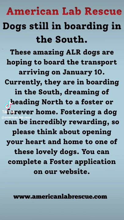 Enlarge Bruce, an adoptable Yellow Labrador Retriever in Willington, CT video 6/6