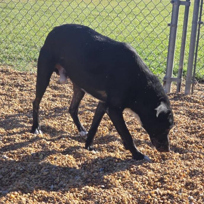 Sox, Adoptable, Adult Male Black Labrador Retriever & Pit Bull Terrier.