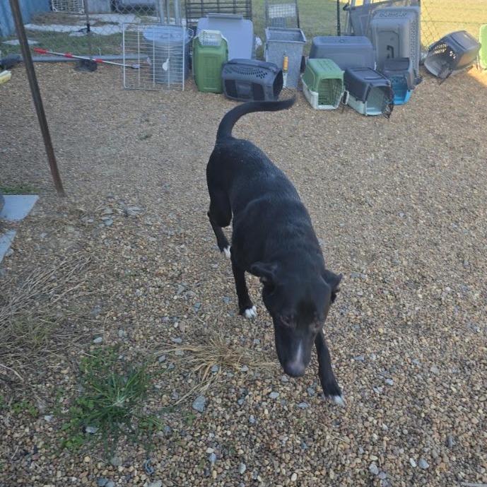 Enlarge Sox, a Adoptable mixed breed in Elizabeth City, NC image 3/5