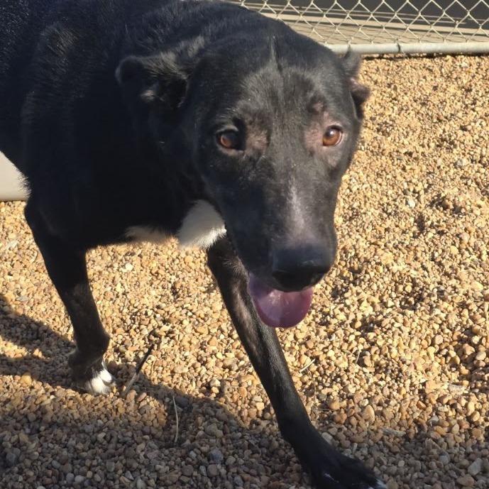 Enlarge Sox, a Adoptable mixed breed in Elizabeth City, NC image 4/5