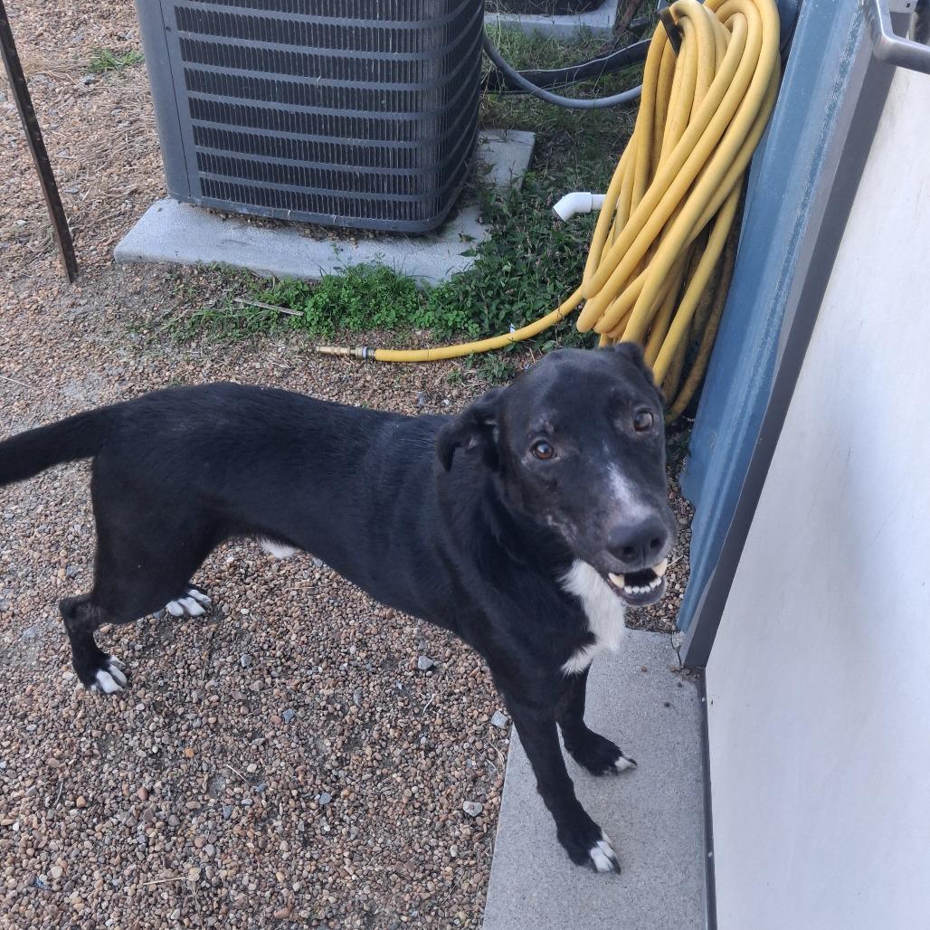Enlarge Sox, a Adoptable mixed breed in Elizabeth City, NC image 5/5