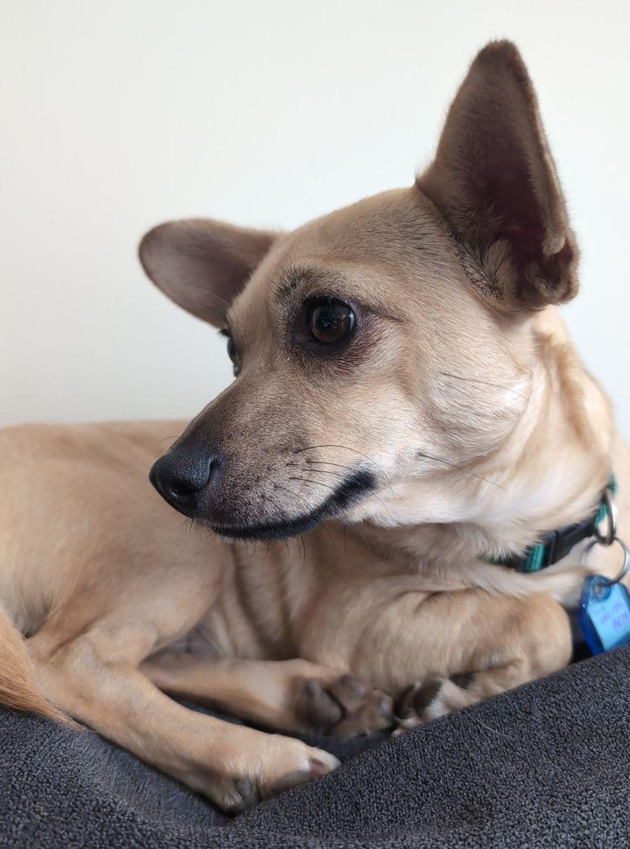 Sandy, a Adoptable mixed breed in Pittsboro, NC image 1/3