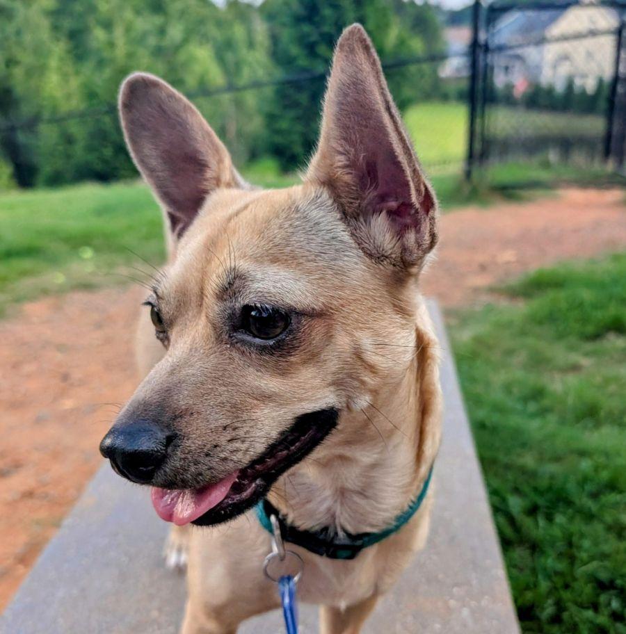 Sandy, a Adoptable mixed breed in Pittsboro, NC image 2/3