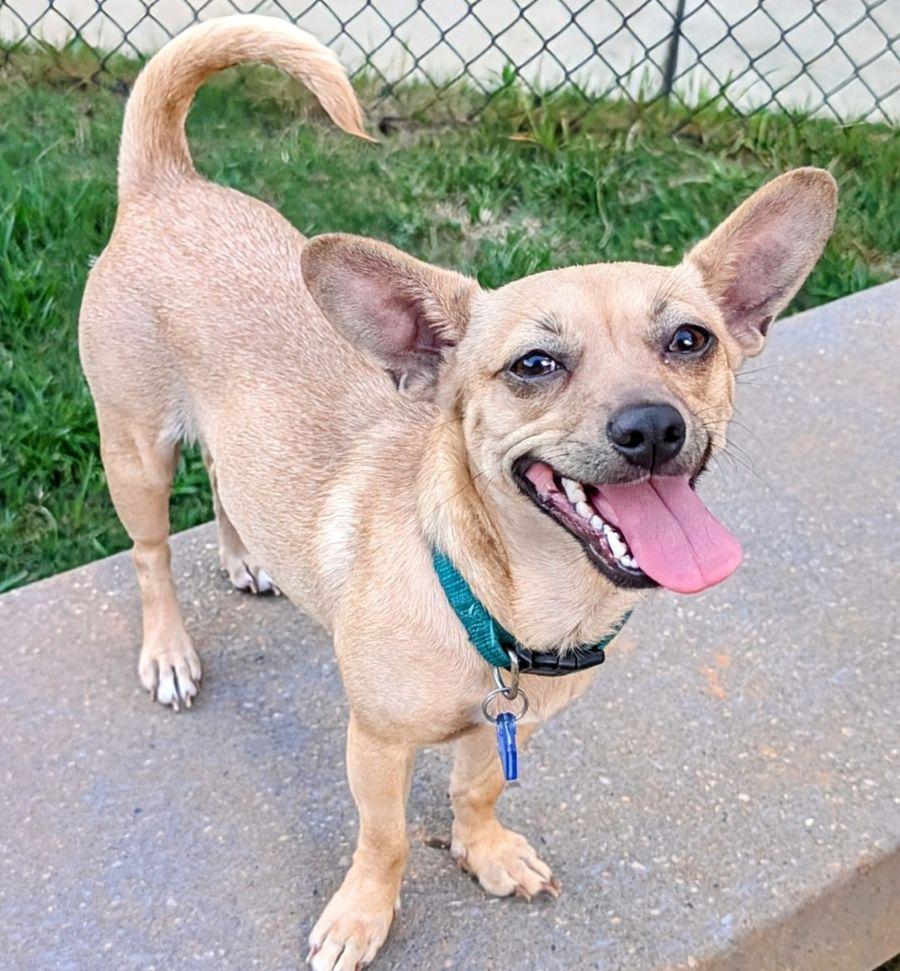 Sandy, a Adoptable mixed breed in Pittsboro, NC image 3/3