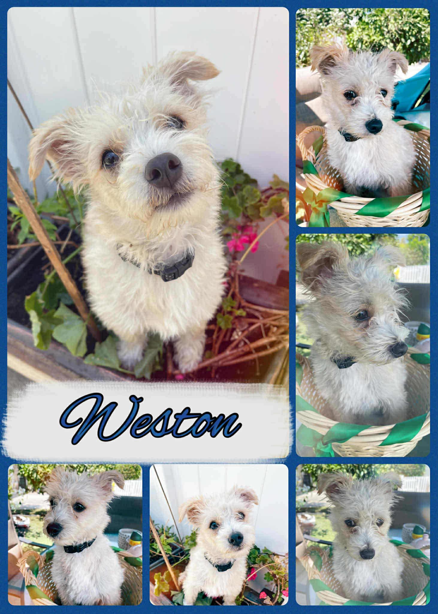 Weston, Adoptable, Young Male Yorkshire Terrier.
