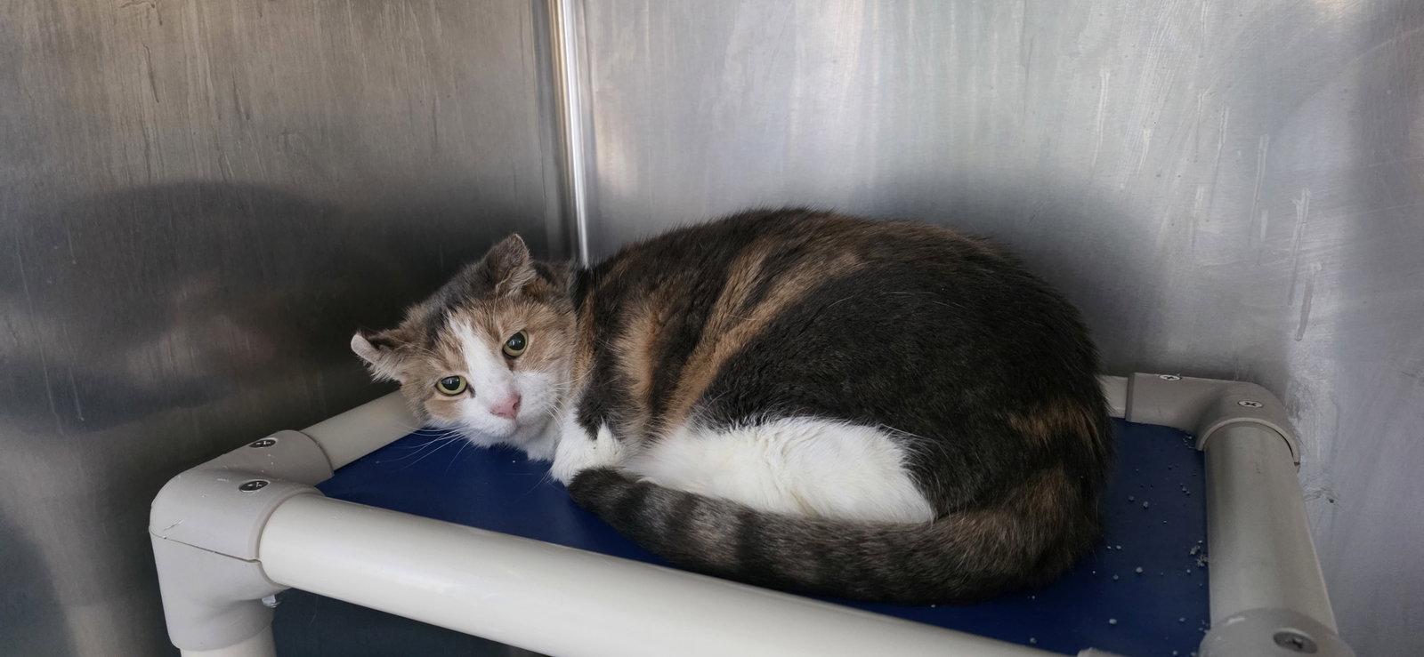 Shelly, Adoptable, Senior Female Domestic Short Hair.