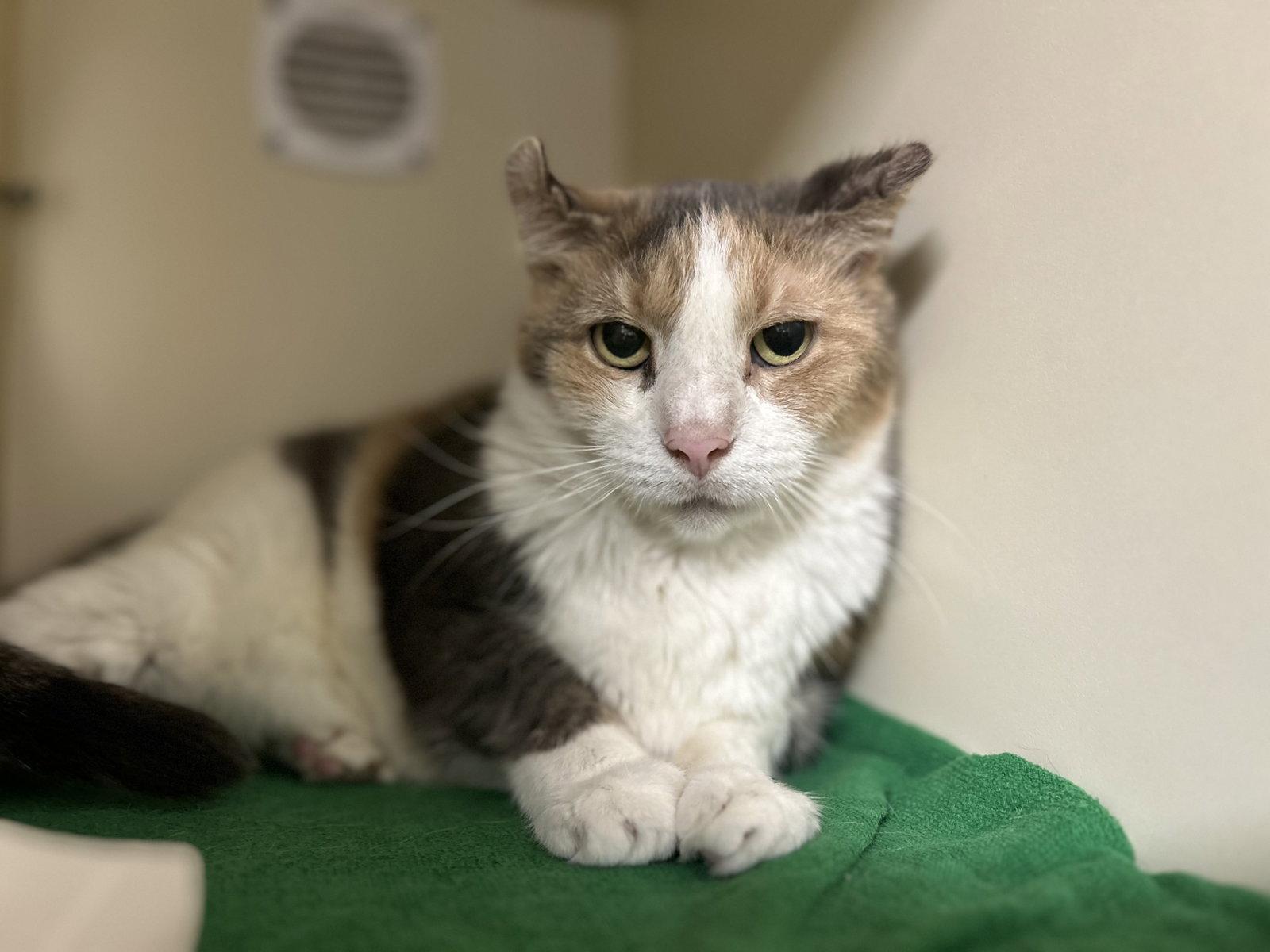 Shelly, a Adoptable Domestic Short Hair in Lancaster, PA image 2/2