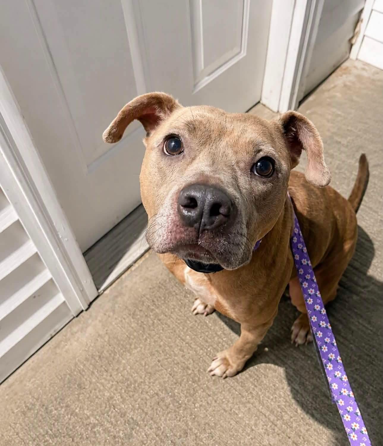 Enlarge Catherine, a Adoptable Pit Bull Terrier in Germantown, OH image 1/3