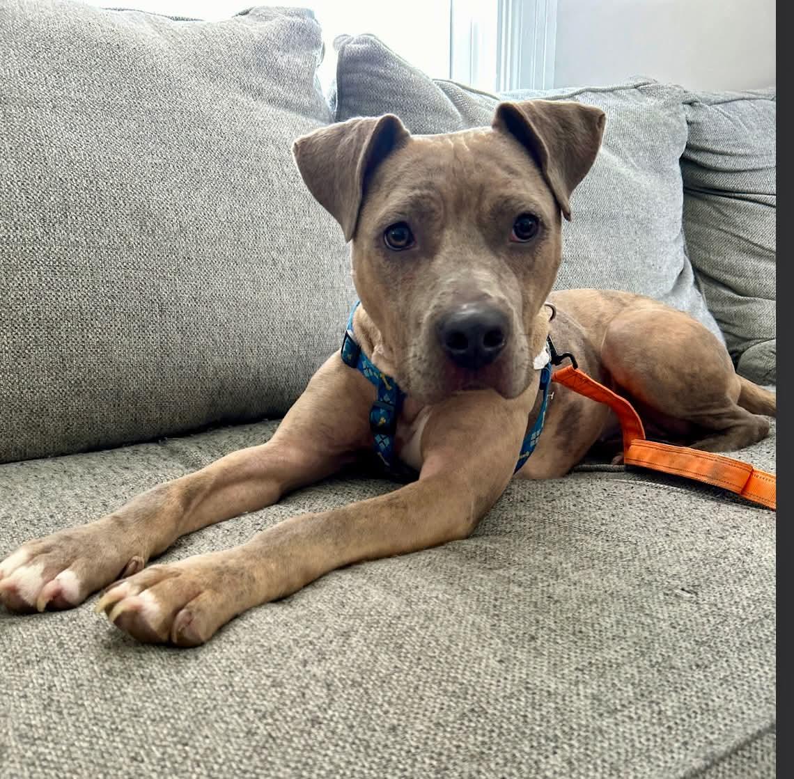 Enlarge Catherine, a Adoptable Pit Bull Terrier in Germantown, OH image 1/3