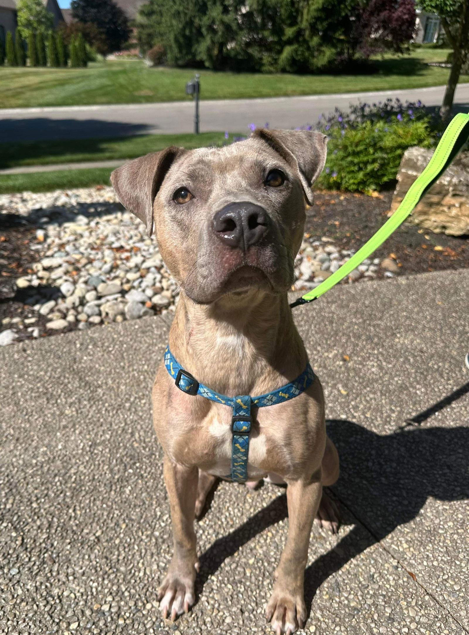 Enlarge Catherine, a Adoptable Pit Bull Terrier in Germantown, OH image 2/3