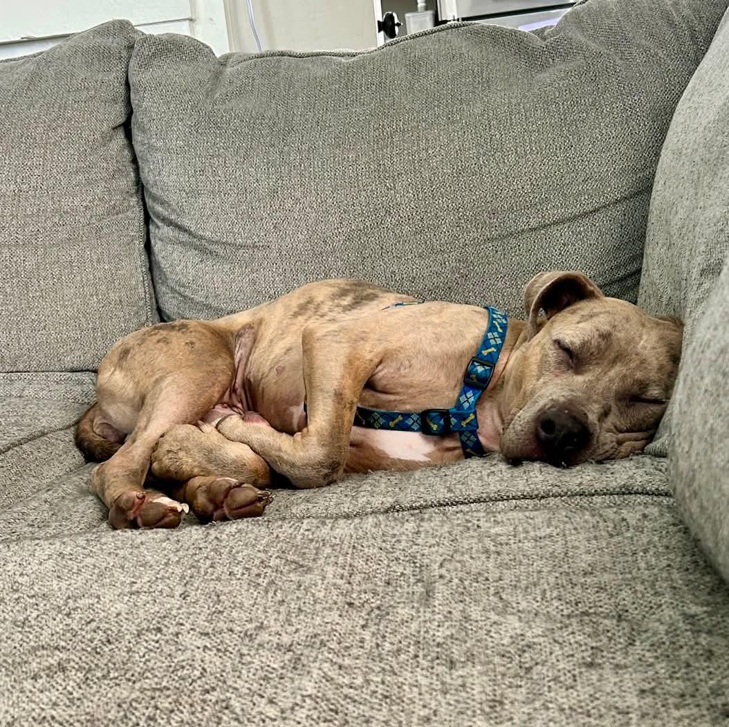 Enlarge Catherine, a Adoptable Pit Bull Terrier in Germantown, OH image 3/3