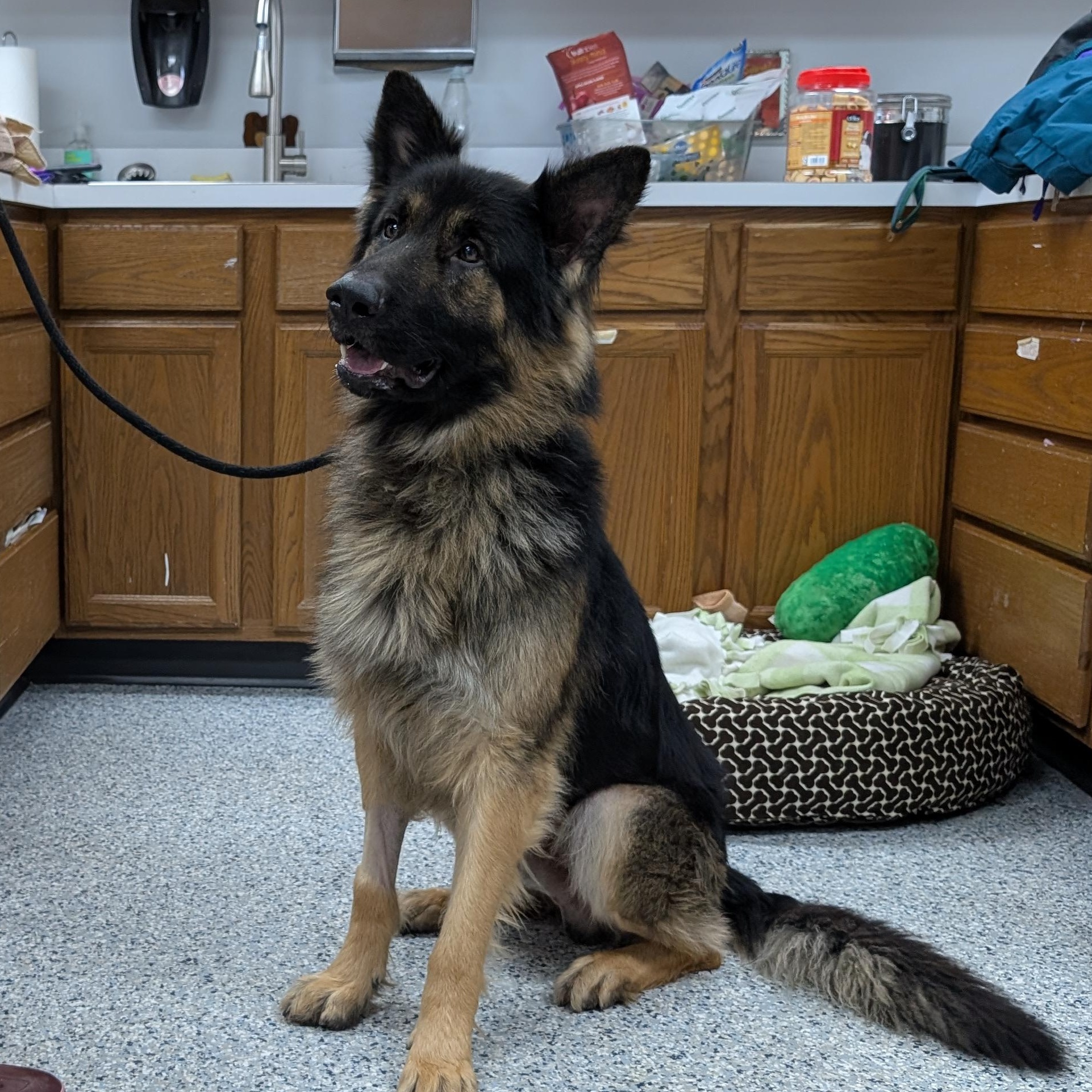 Enlarge 188389 Ben, a ADOPTABLE German Shepherd Dog in Ravenna, OH image 2/5