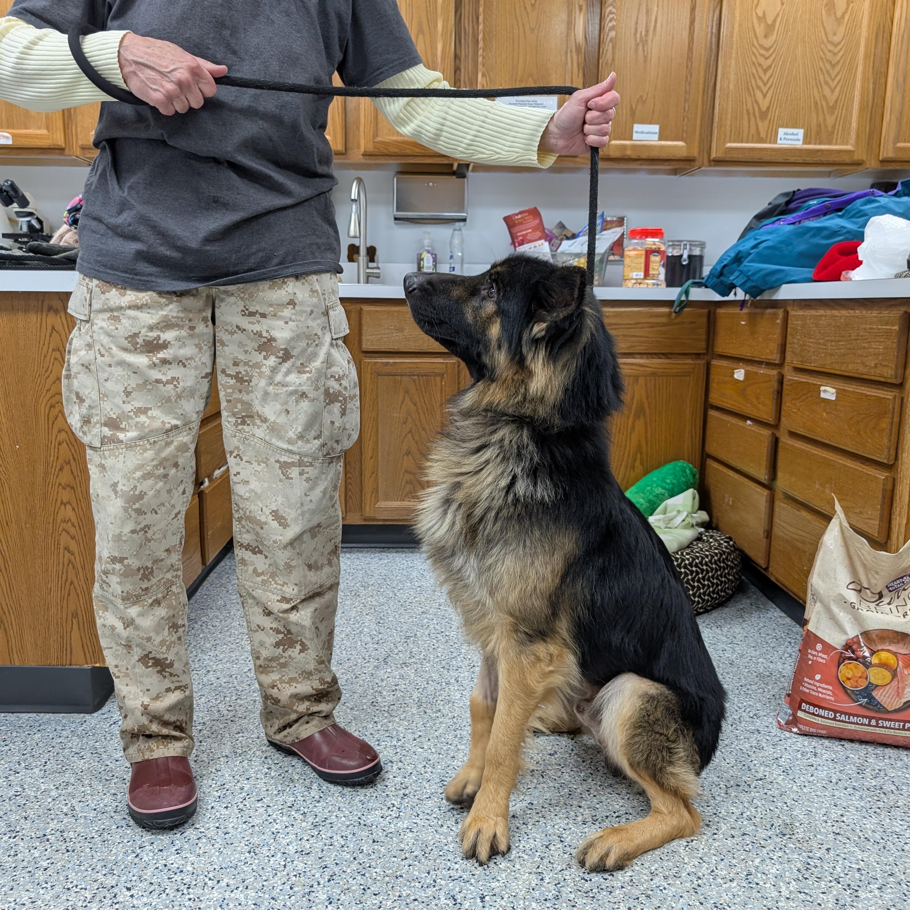 Enlarge 188389 Ben, a ADOPTABLE German Shepherd Dog in Ravenna, OH image 3/5
