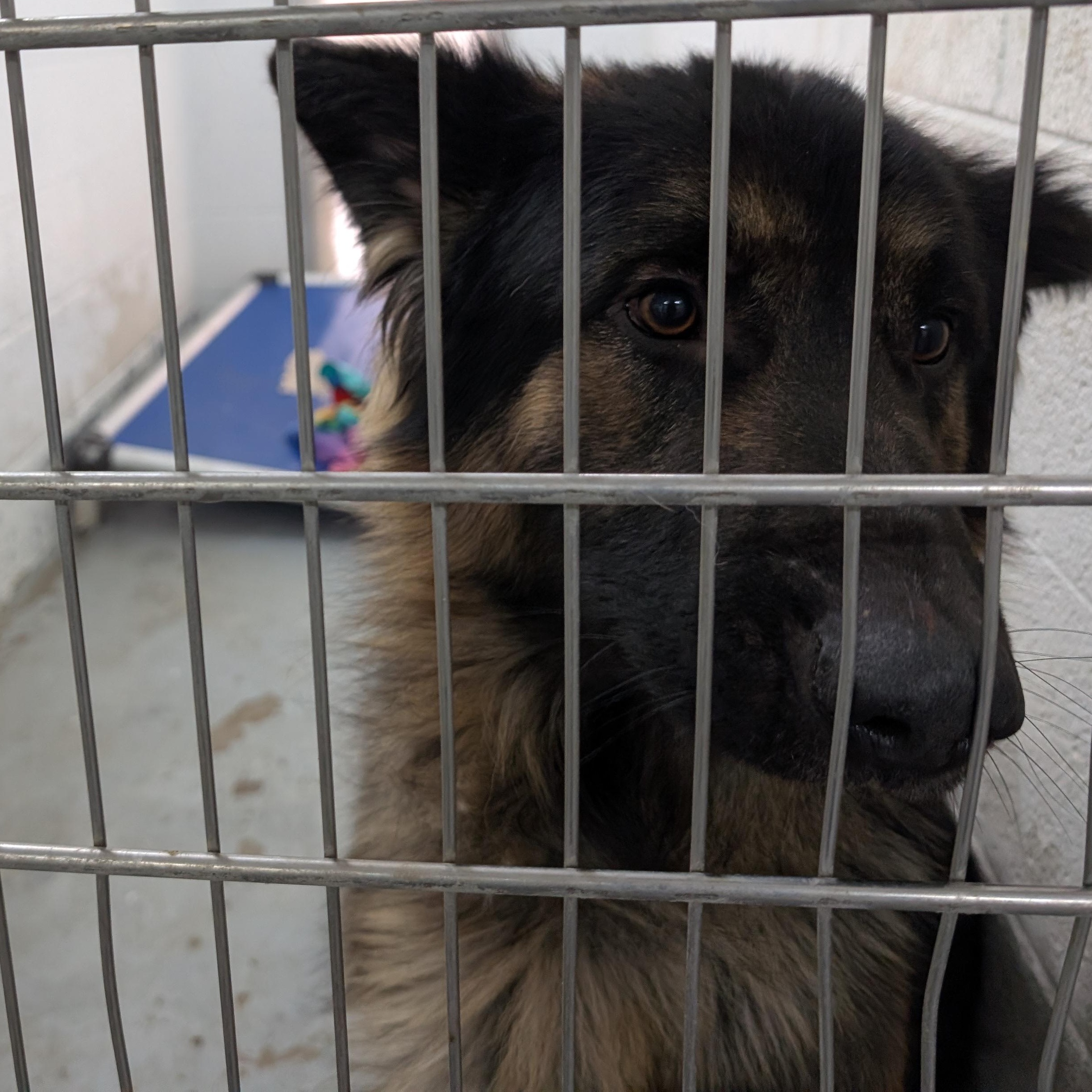 188389 LOOKING FOR OWNER, ADOPTABLE, Adult Male German Shepherd Dog.
