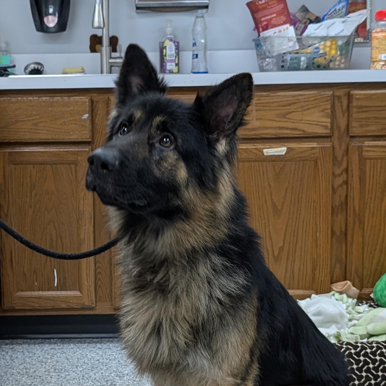 Enlarge 188389 Ben, a ADOPTABLE German Shepherd Dog in Ravenna, OH image 1/5