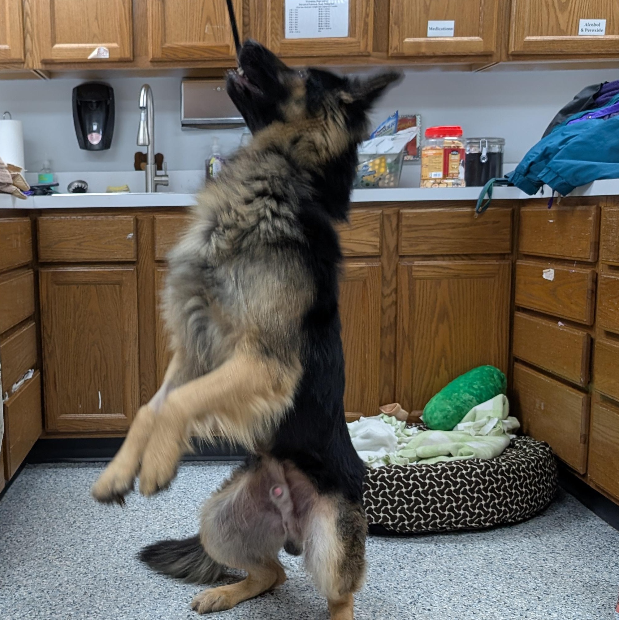Enlarge 188389 Ben, a ADOPTABLE German Shepherd Dog in Ravenna, OH image 4/5