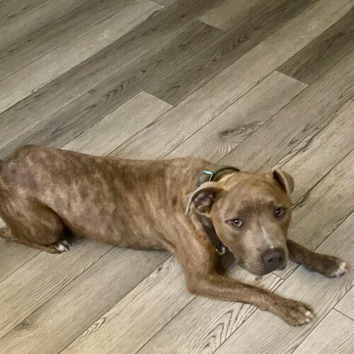 Franklin, Adoptable, Puppy Male Pit Bull Terrier.