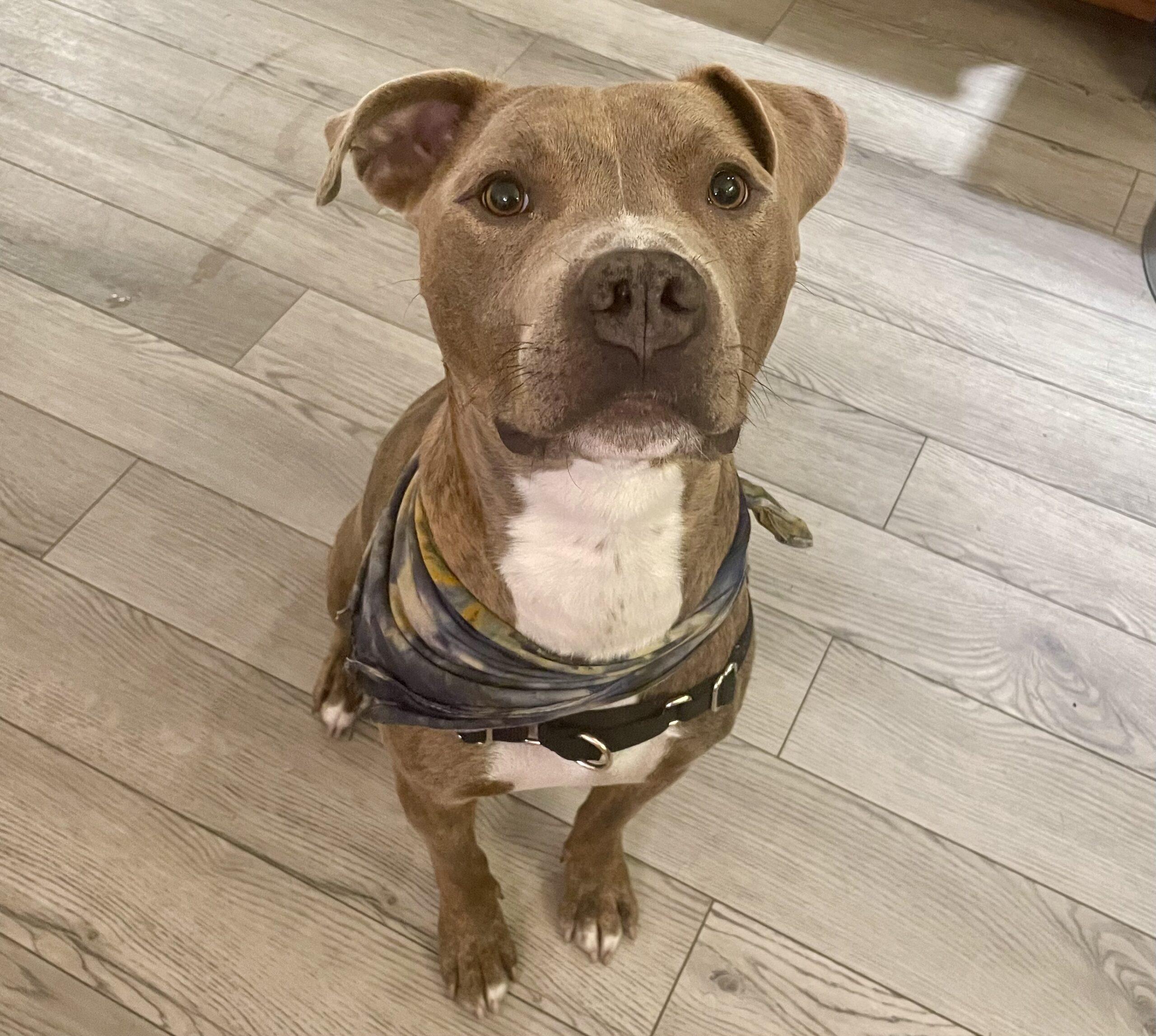 Franklin, a Adoptable Pit Bull Terrier in Sanford, NC image 6/6