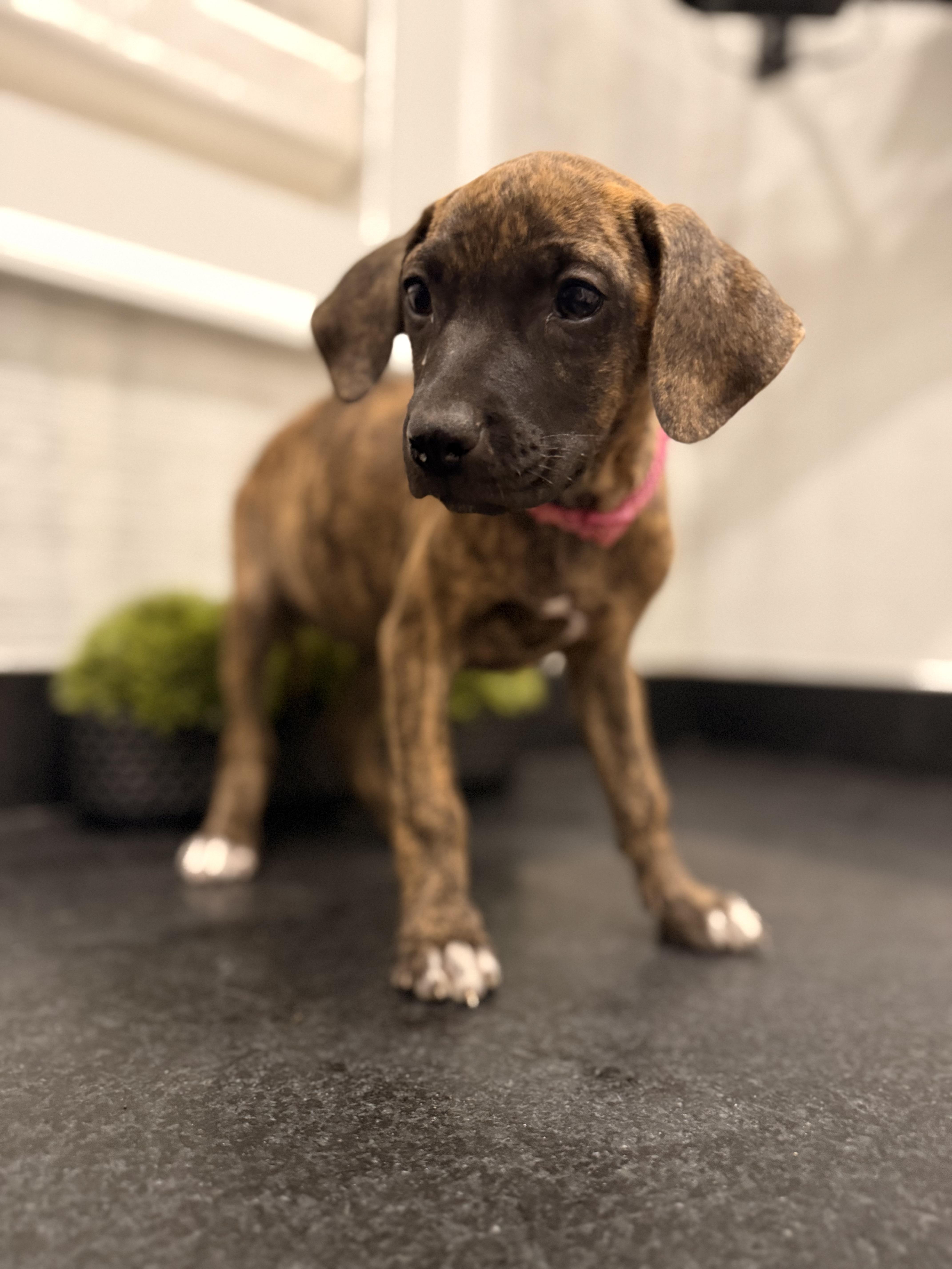 Blair (McMinnville St. puppy)