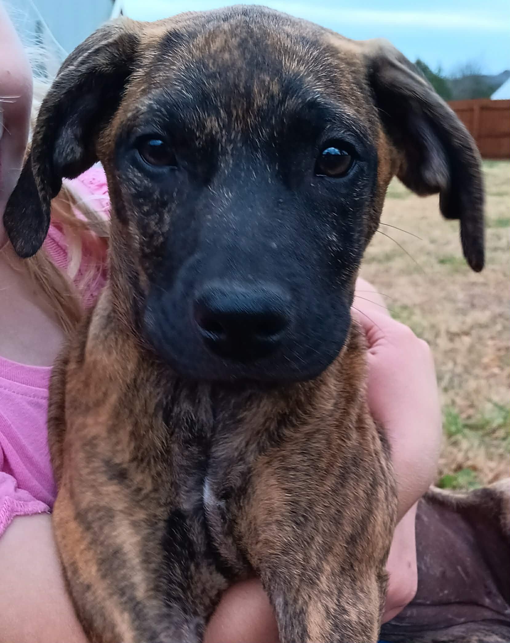 Blair (McMinnville St. puppy)