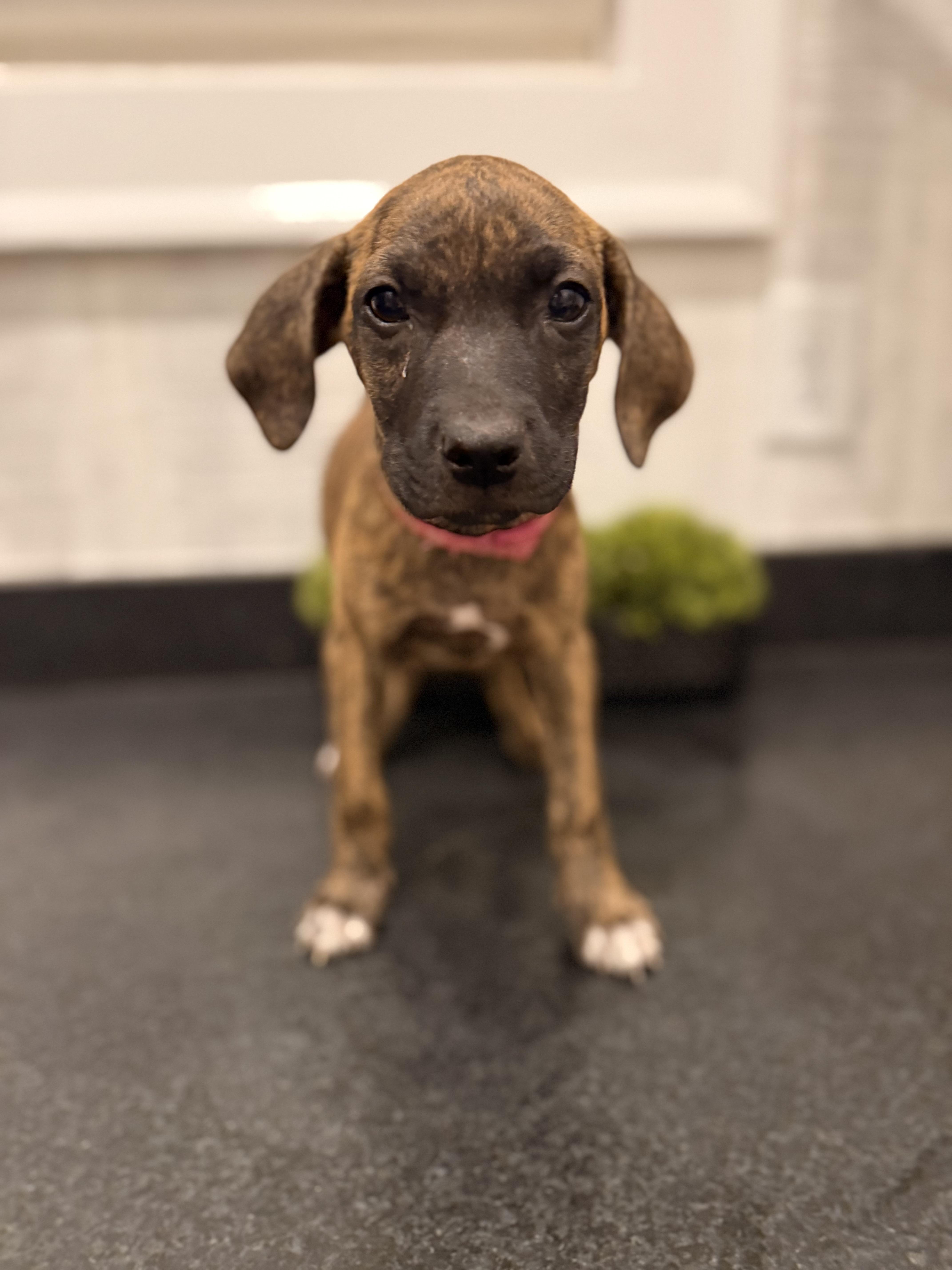 Blair (McMinnville St. puppy)