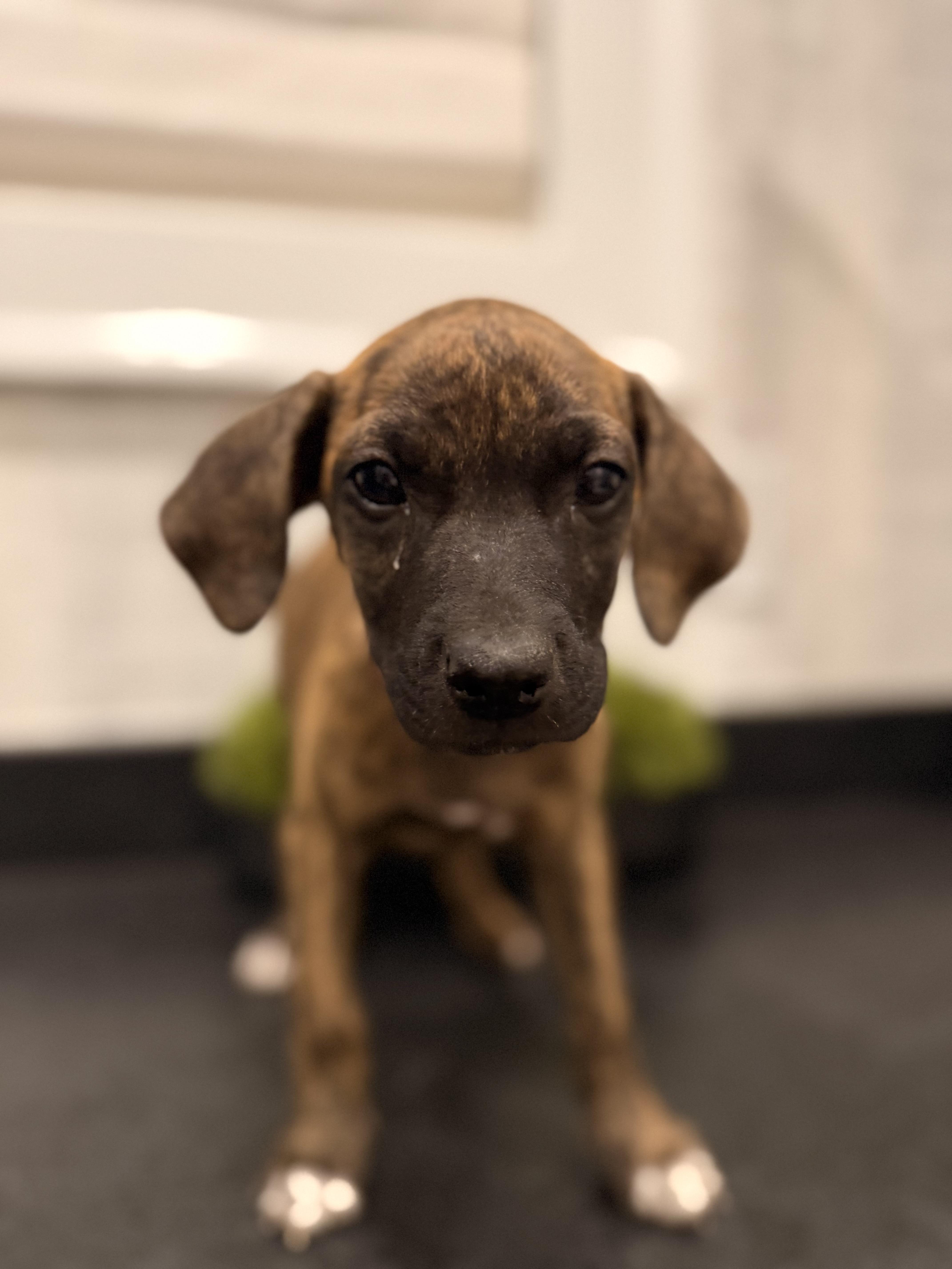 Blair (McMinnville St. puppy)