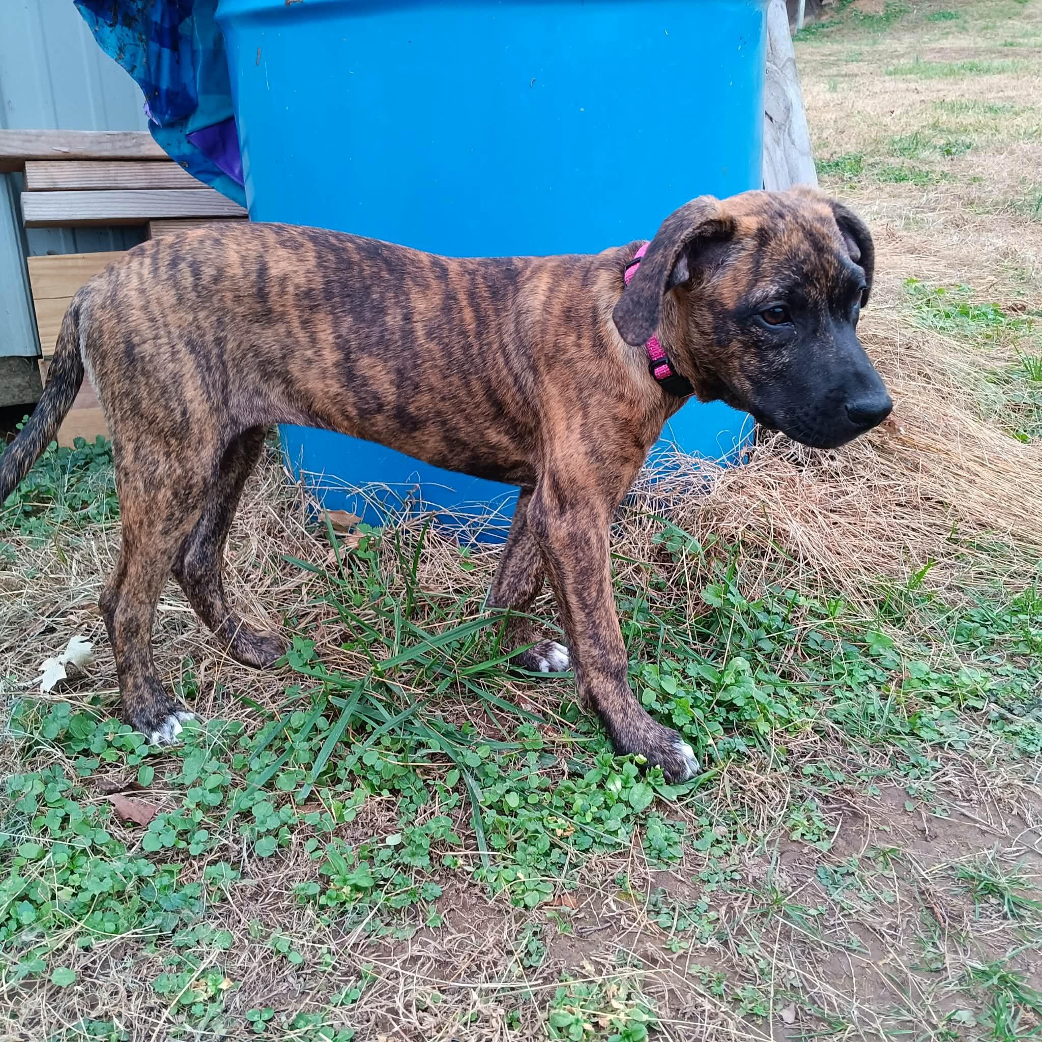 Blair (McMinnville St. puppy)