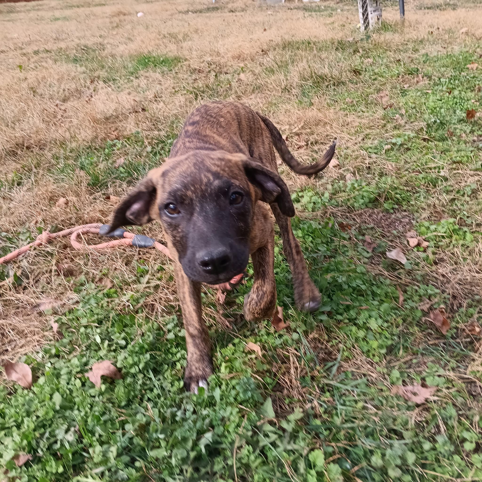 Blair (McMinnville St. puppy)