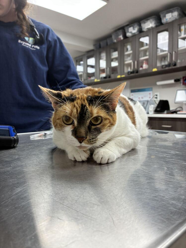 Enlarge Bella, a Adoptable Domestic Short Hair in Marietta, GA image 1/3
