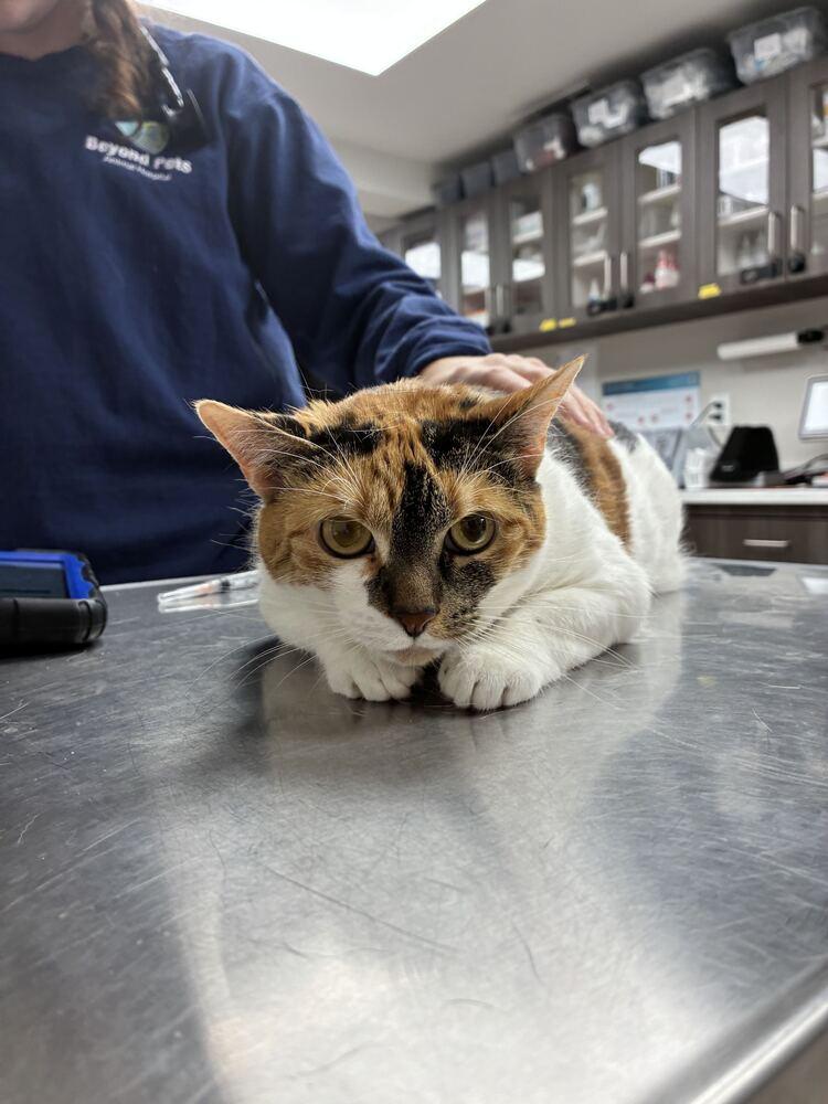 Enlarge Bella, a Adoptable Domestic Short Hair in Marietta, GA image 2/3