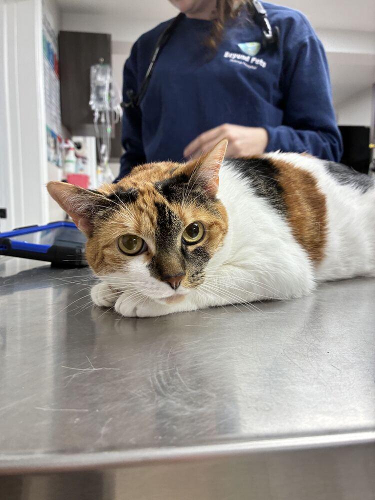 Enlarge Bella, a Adoptable Domestic Short Hair in Marietta, GA image 3/3