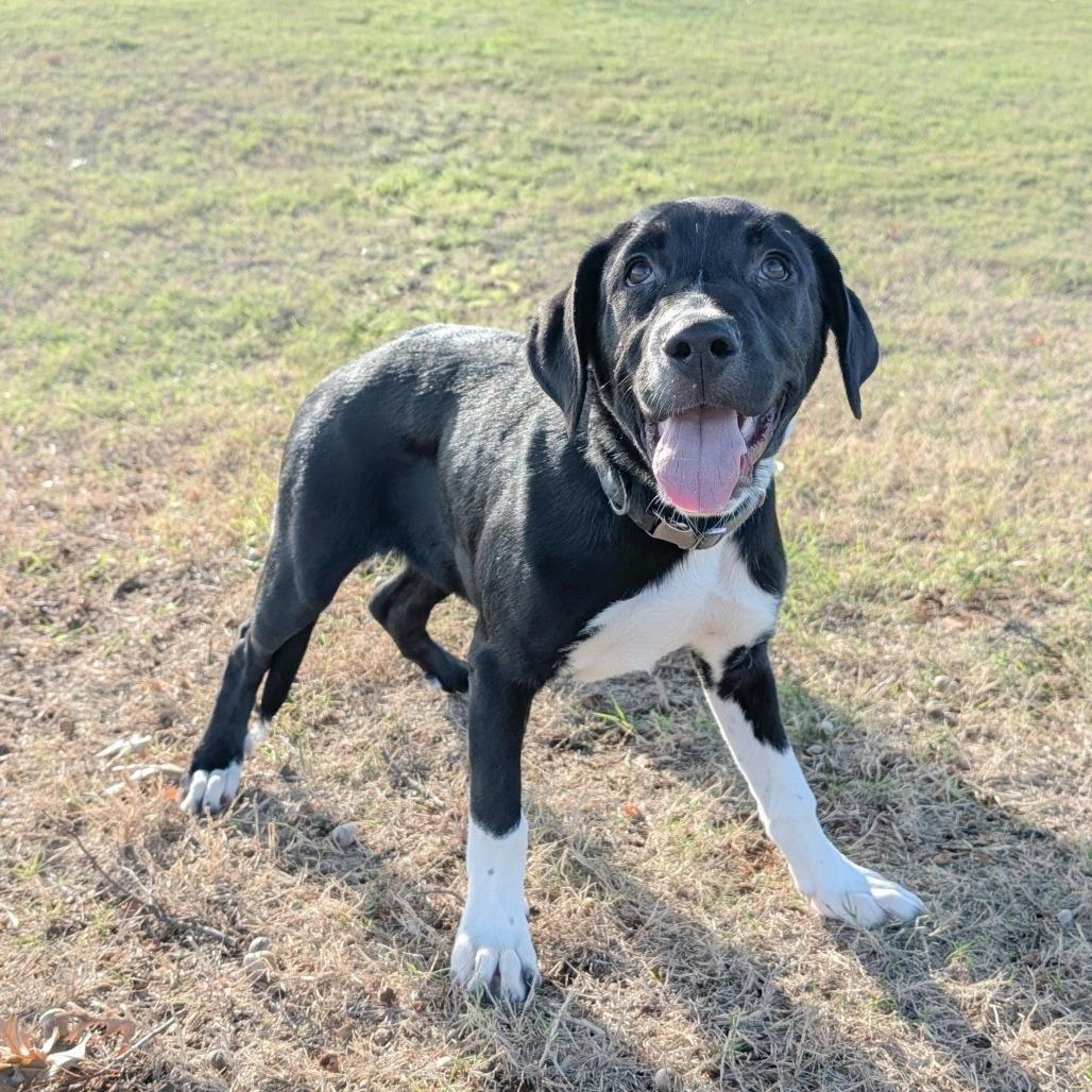 Socks, Adoptable, Puppy Male Mixed Breed.