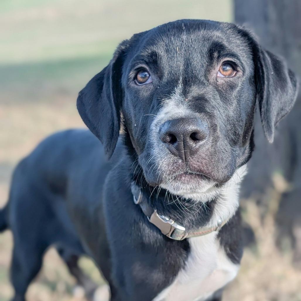 Enlarge Socks, a Adoptable Mixed Breed in Norman, OK image 2/5