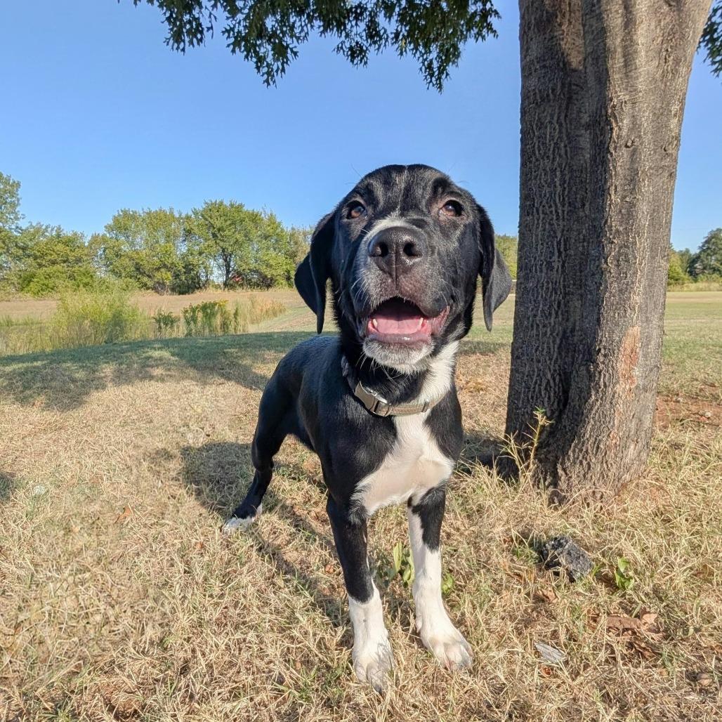 Enlarge Socks, a Adoptable Mixed Breed in Norman, OK image 3/5