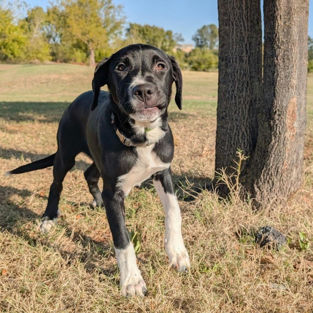 Enlarge Socks, a Adoptable Mixed Breed in Norman, OK image 4/5