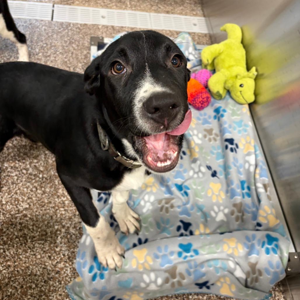 Enlarge Socks, a Adoptable Mixed Breed in Norman, OK image 5/5