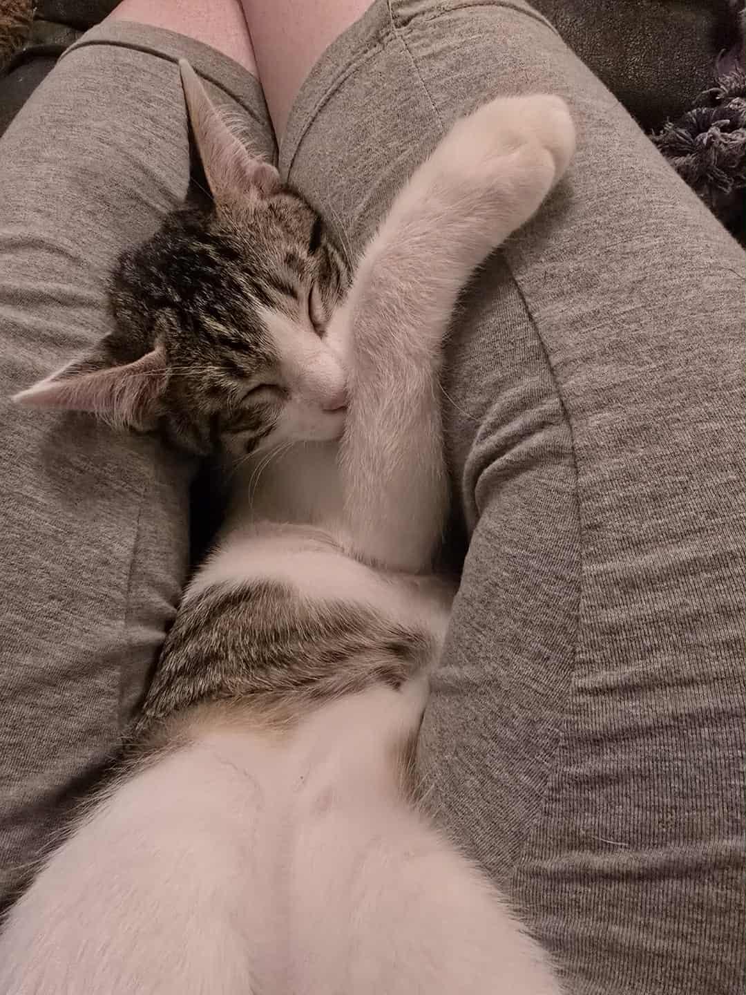 Louie, Adopted, Young Male Domestic Short Hair.