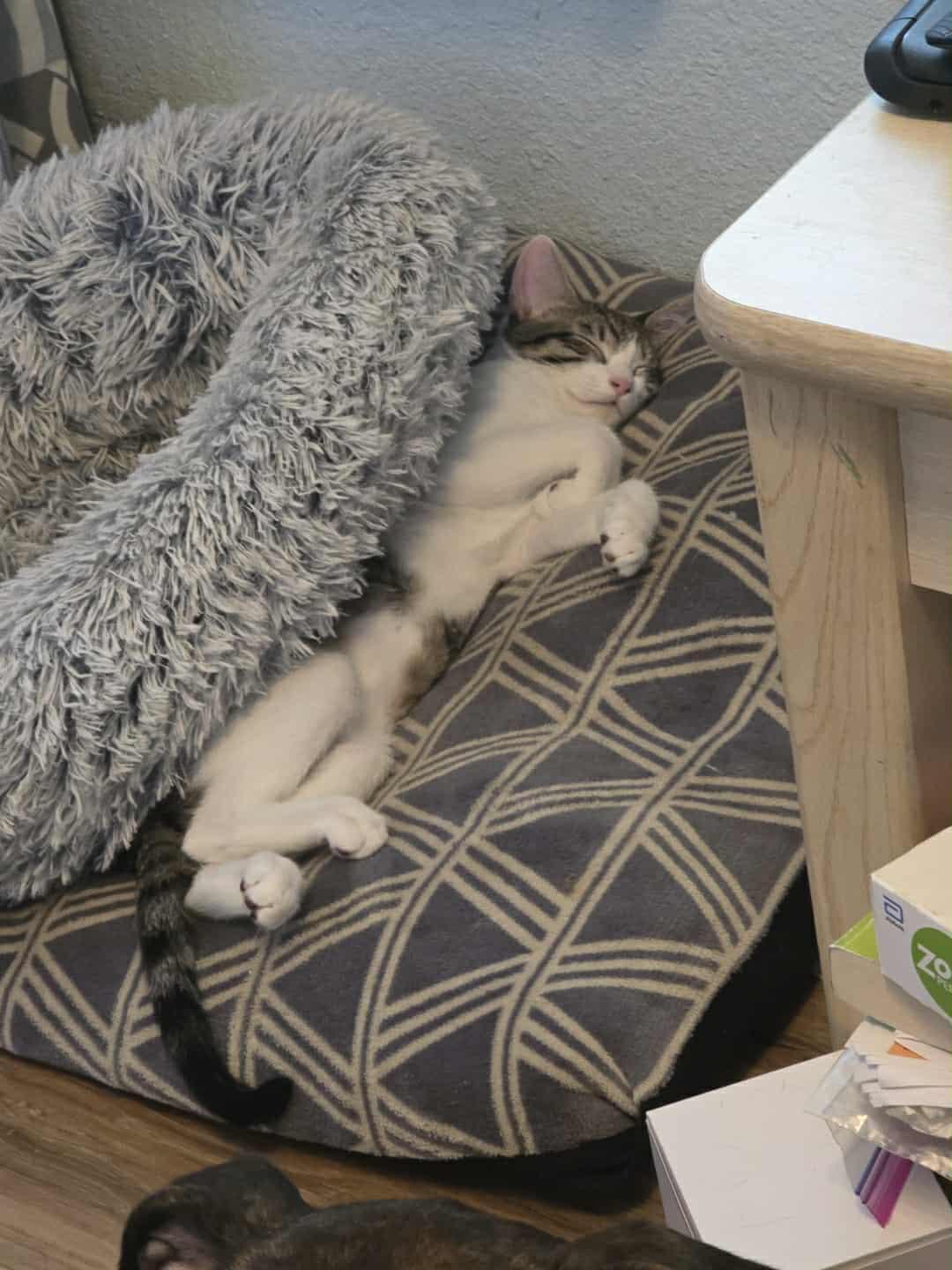 Enlarge Louie, a Adopted Domestic Short Hair in Edmond, OK image 2/3