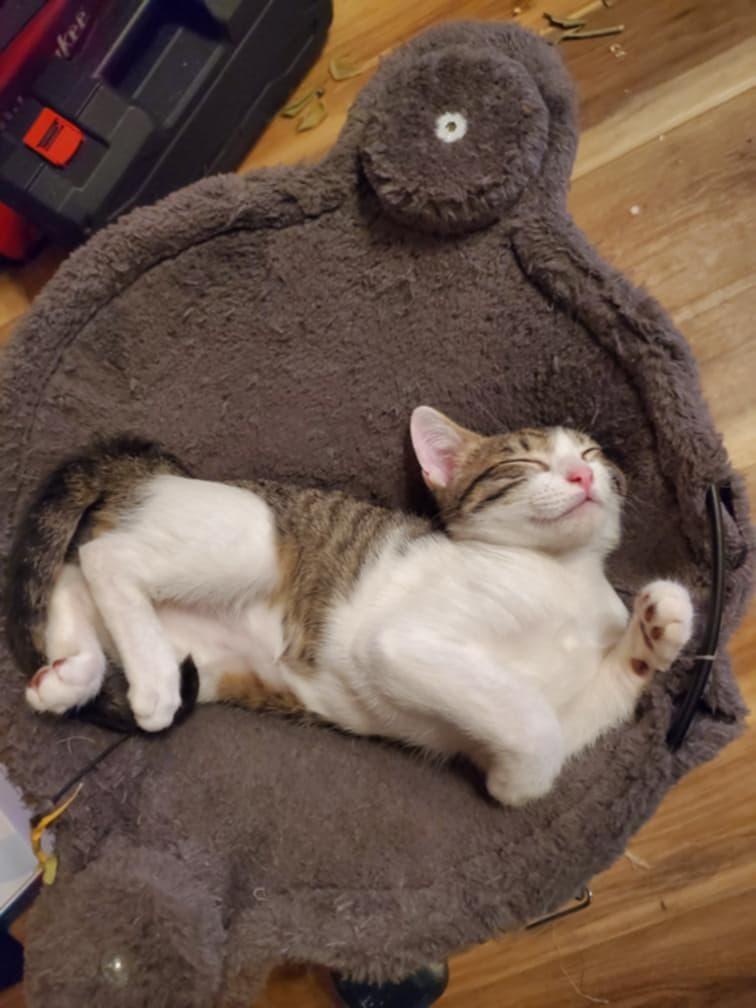 Enlarge Louie, a Adopted Domestic Short Hair in Edmond, OK image 3/3