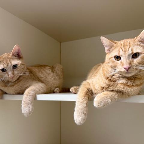 Tom, Adoptable, Young Male Domestic Short Hair & Domestic Short Hair.