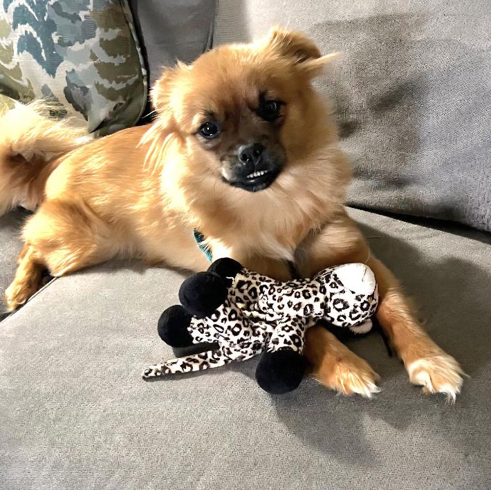 Ruby Roo, a Adoptable mixed breed in Maumee, OH image 1/3