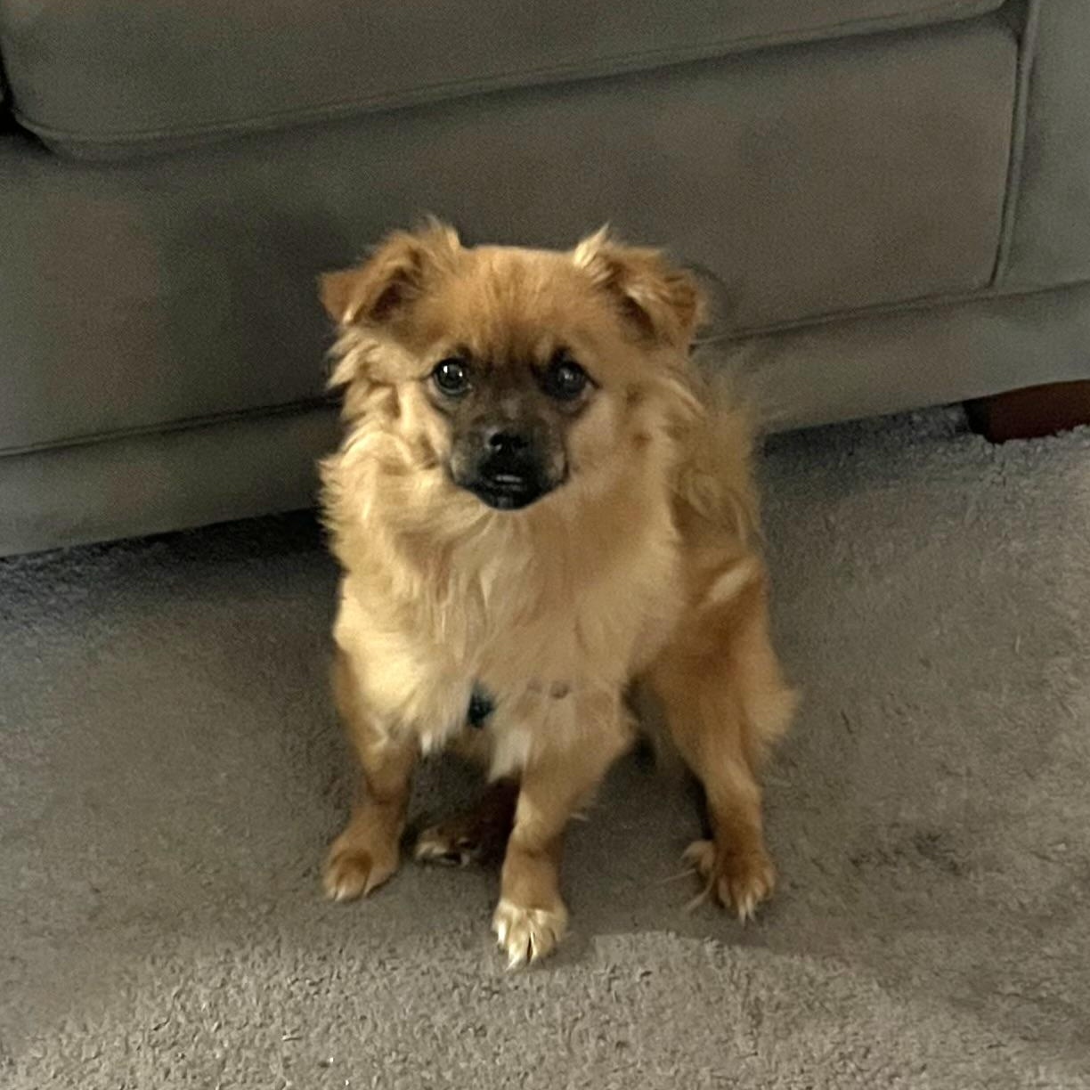 Ruby Roo, a Adoptable mixed breed in Maumee, OH image 2/3