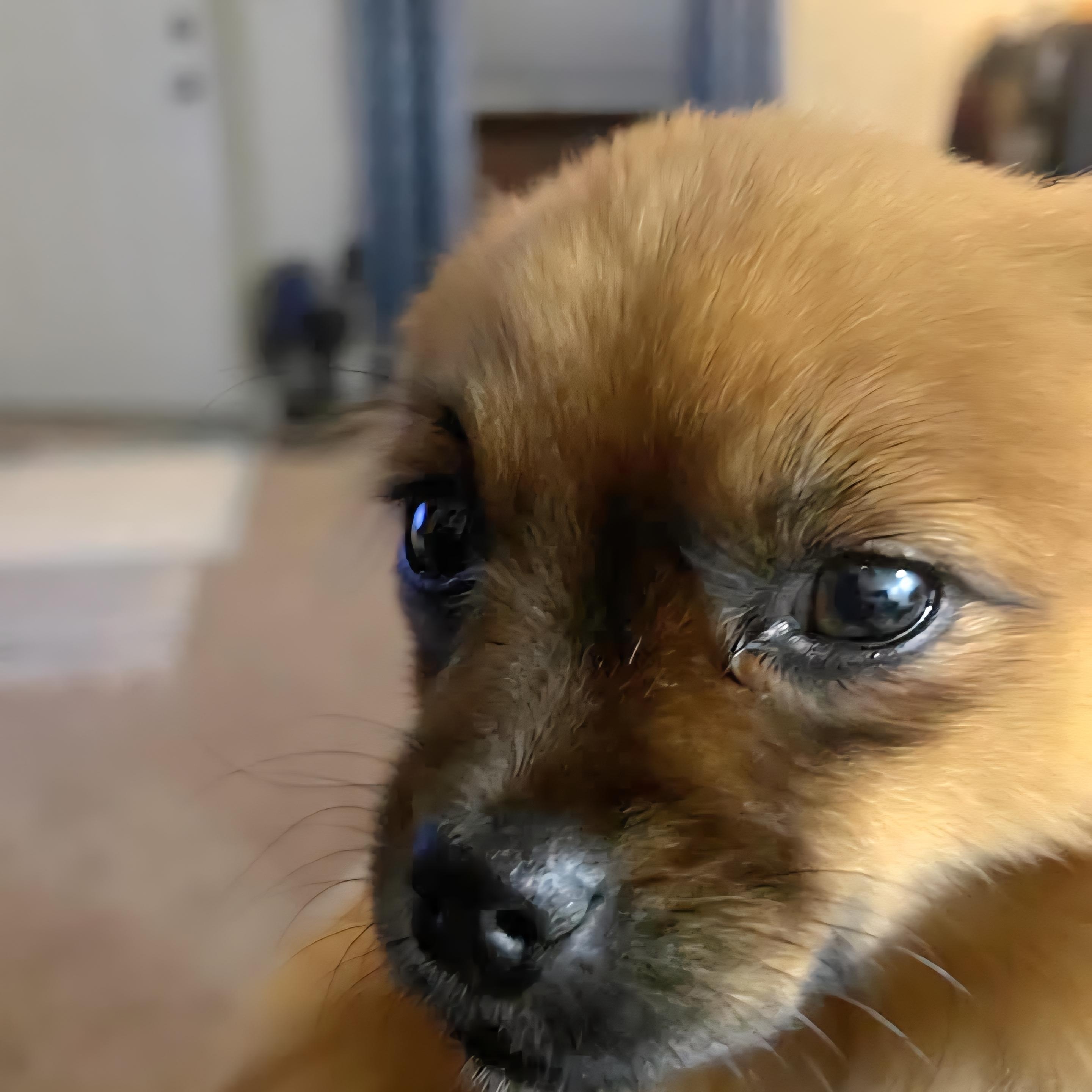 Ruby Roo, a Adoptable mixed breed in Maumee, OH image 3/3