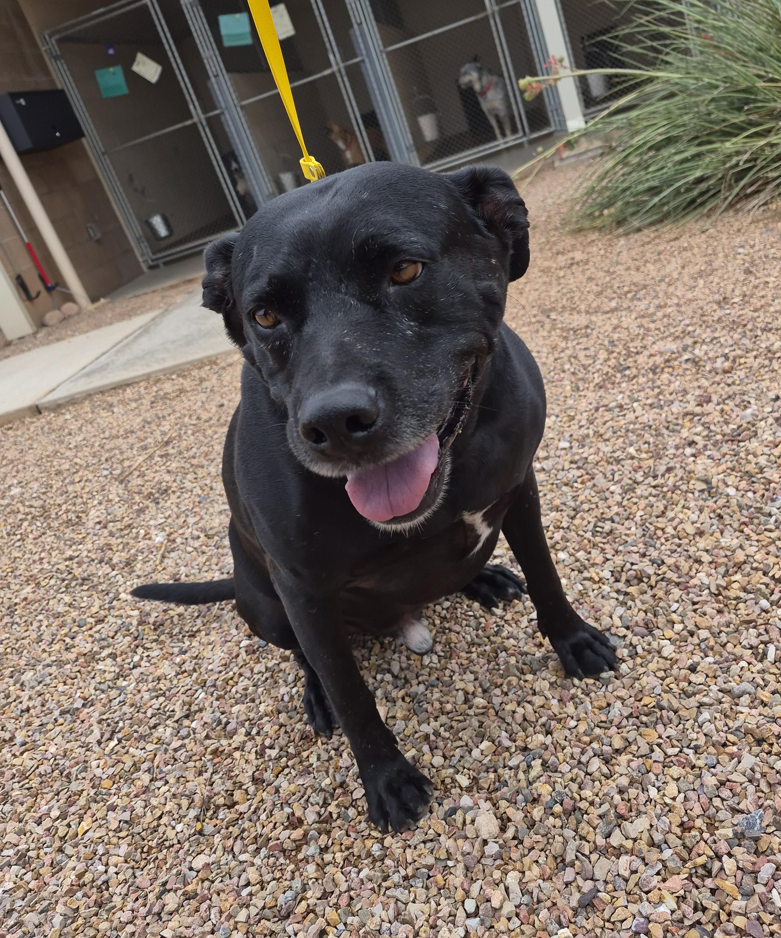 Enlarge Pepper, a Adoptable mixed breed in Sierra Vista, AZ image 1/1