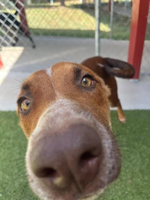 Enlarge Sugar, a ADOPTABLE mixed breed in Fayetteville, AR image 5/5