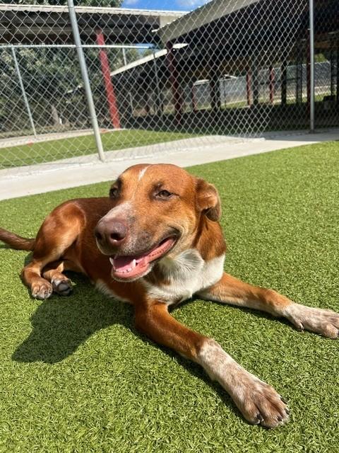 Enlarge Sugar, a ADOPTABLE mixed breed in Fayetteville, AR image 4/5